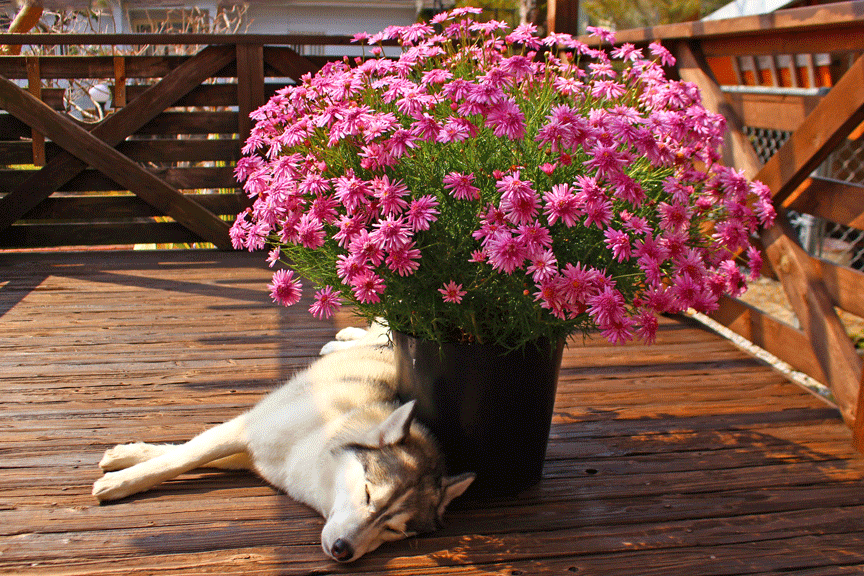 a0241761_13575302.gif