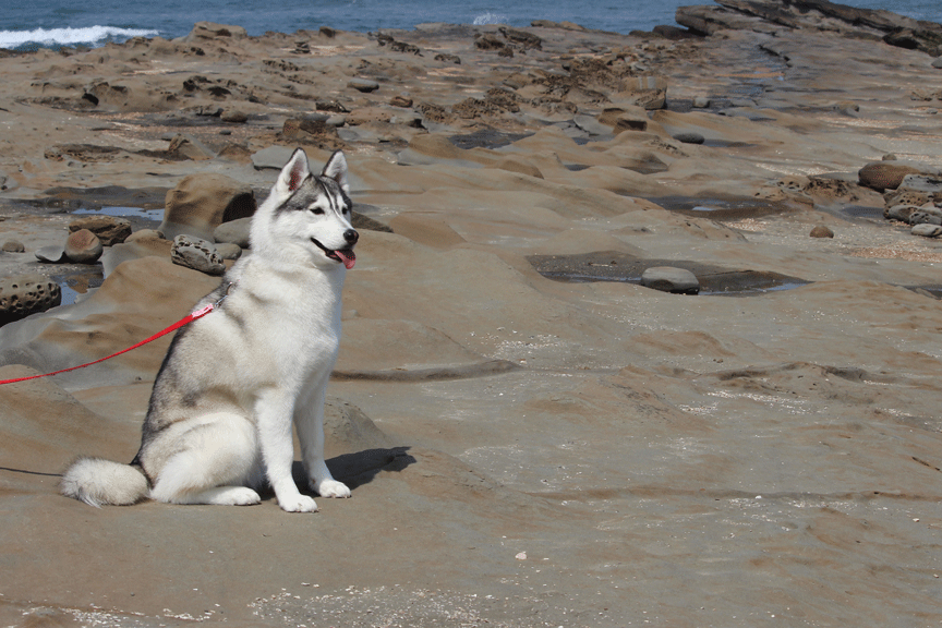 a0241761_14055967.gif