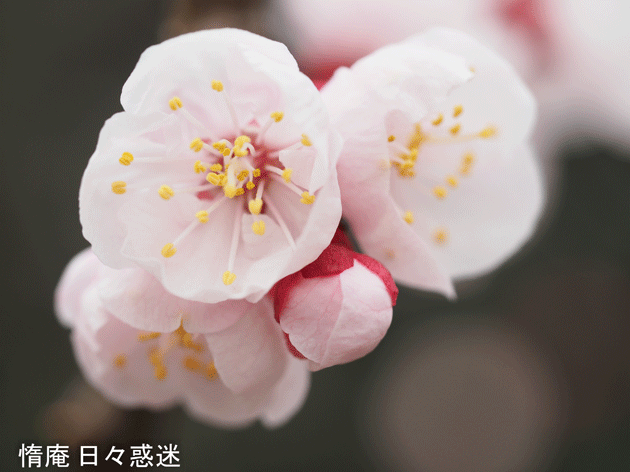 e0346064_04591447.gif