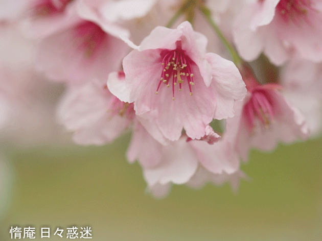 e0346064_04591575.gif