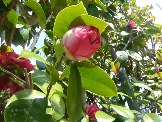 e0278968_20382701.jpg