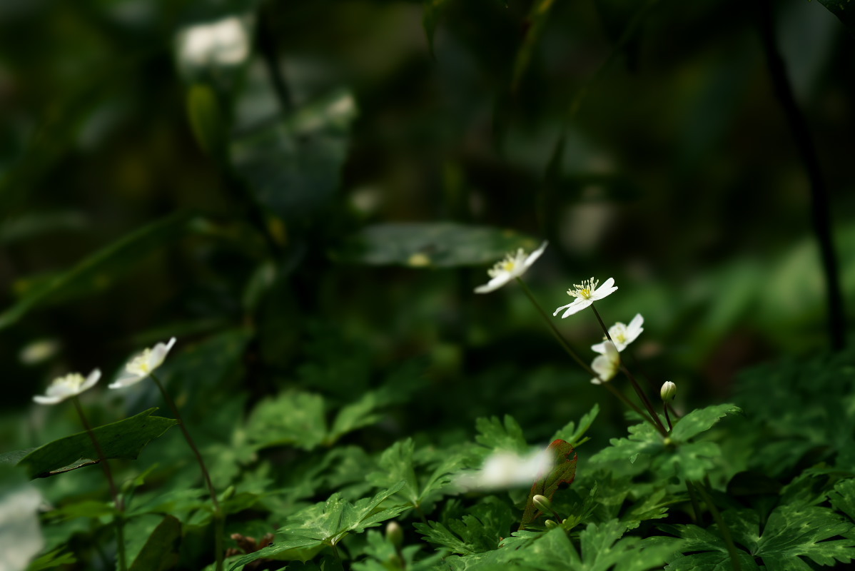 a0083081_10400665.jpg