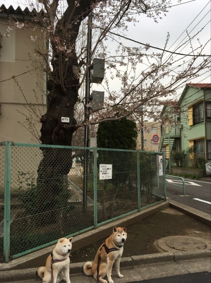 c0123890_15315341.jpeg