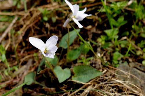 e0304001_20131604.jpg