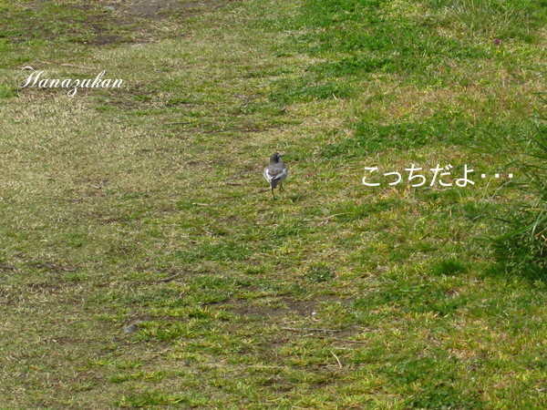 c0352015_17545801.jpg