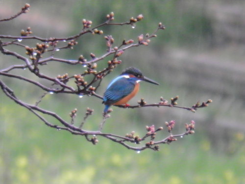 c0338136_17164202.jpg