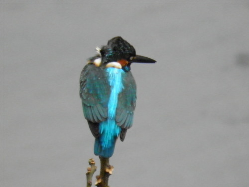 c0338136_17184362.jpg