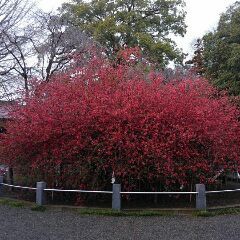 d0045362_22542223.jpg