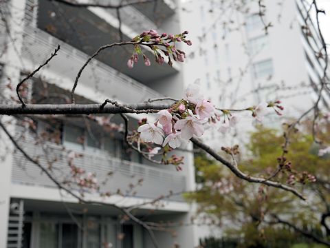 c0090198_201113.jpg