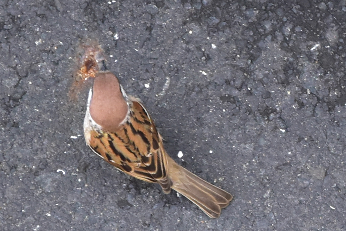 c0049299_23052925.jpg