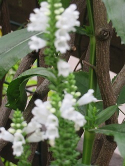 f0325309_12304407.jpg