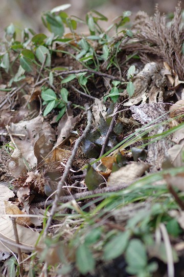 c0152317_21064418.jpg