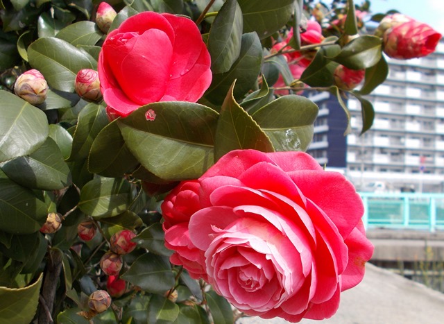 b0289649_8435735.jpg