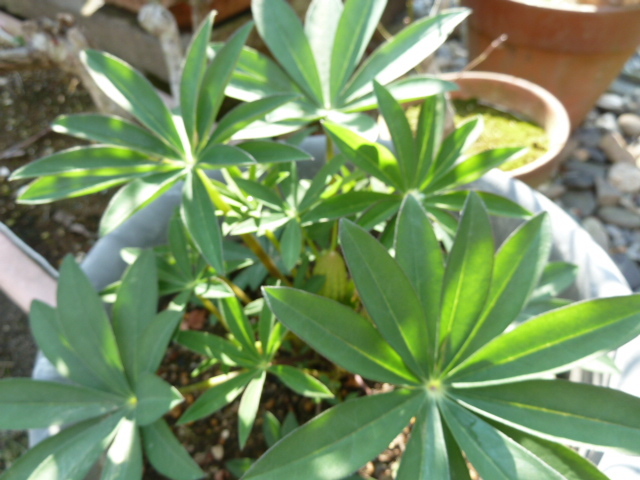 e0278968_20253510.jpg