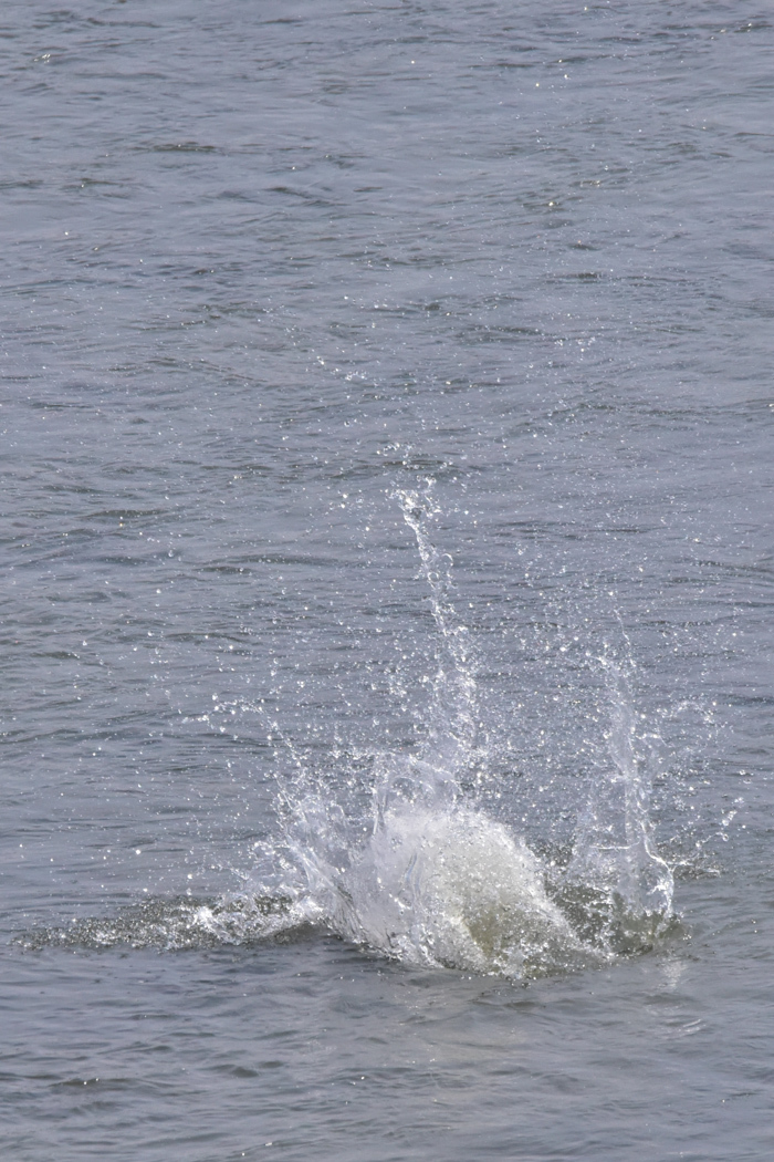 c0049299_22400041.jpg