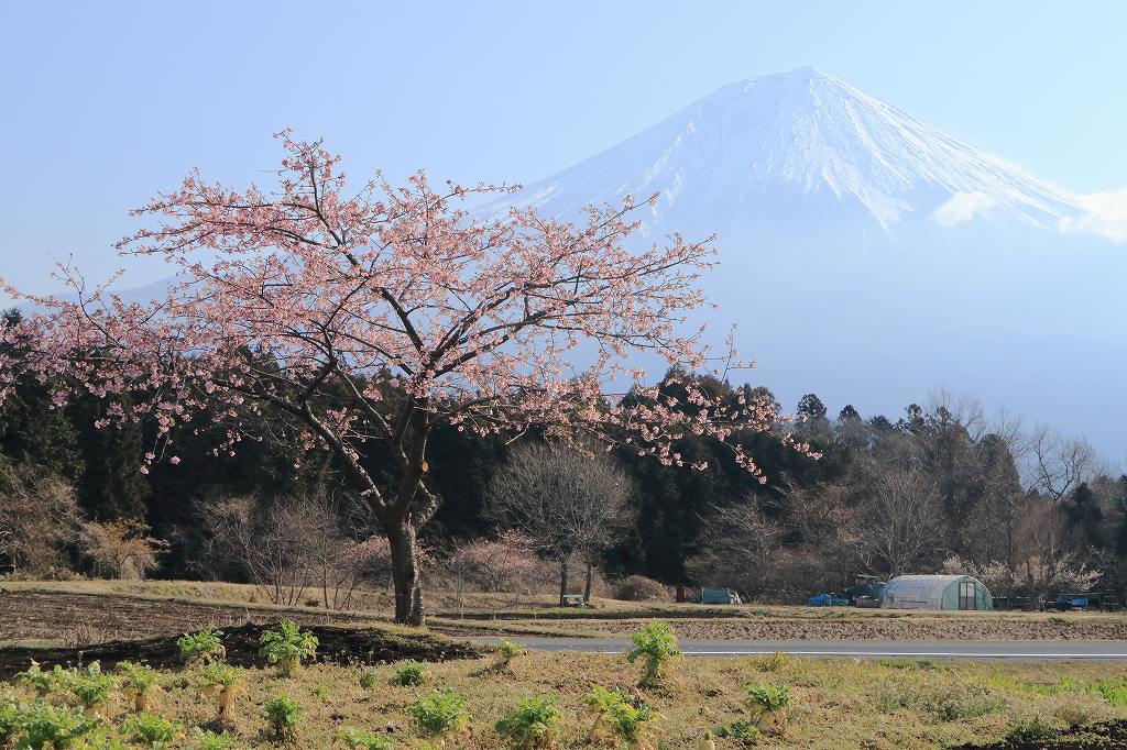 a0188405_08331035.jpg