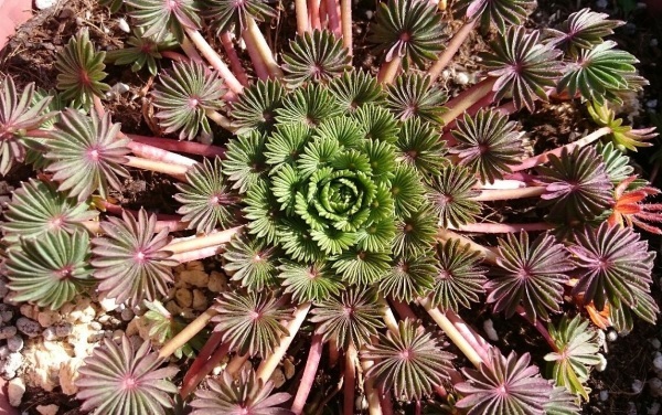 e0350415_23130074.jpg