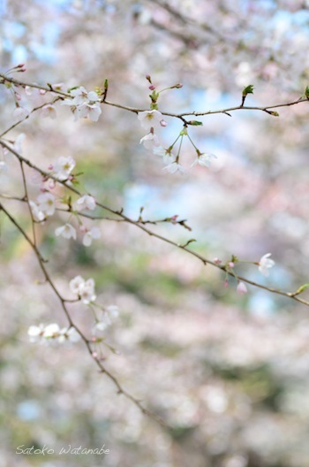 a0356022_21354907.jpg