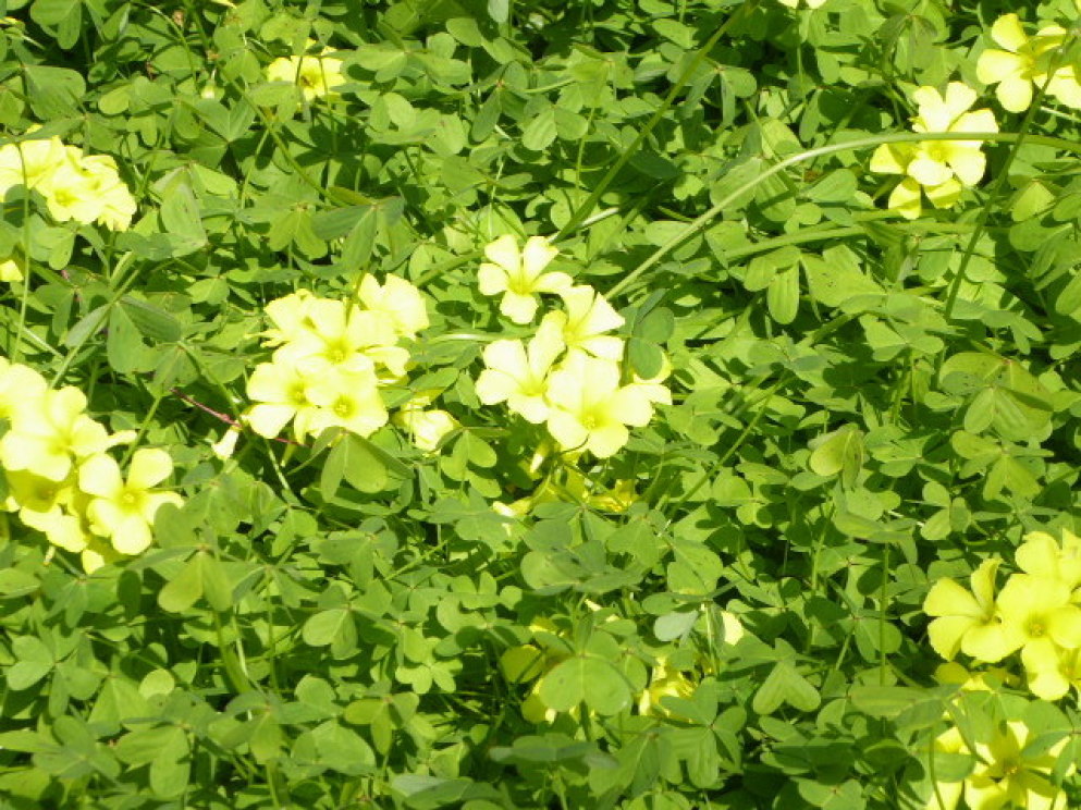 e0059726_16164474.jpg