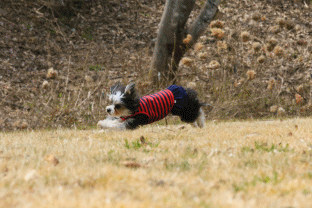 c0145250_11071960.gif