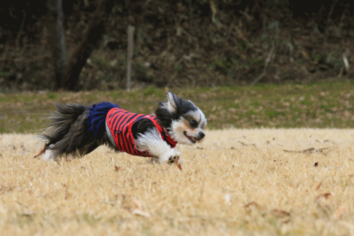 c0145250_11073803.gif