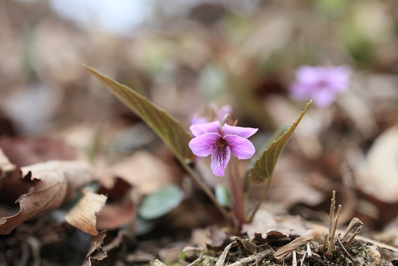 e0304170_20115691.jpg