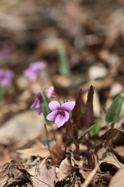 e0304170_20121397.jpg