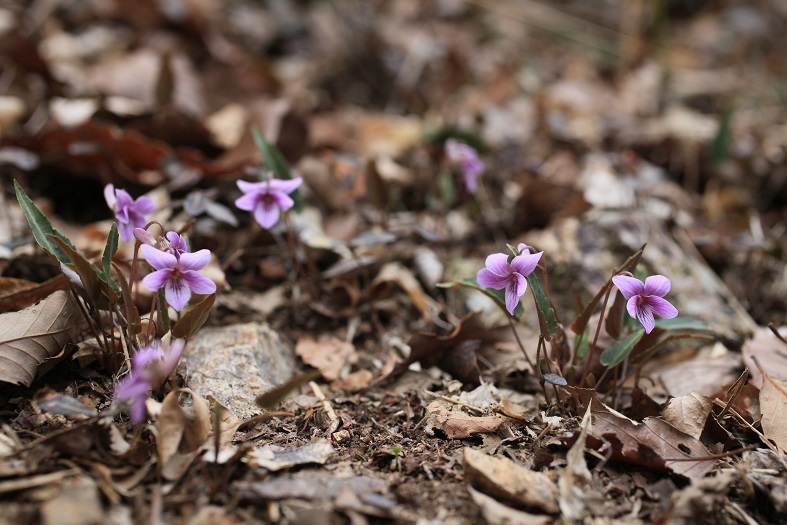 e0304170_20122027.jpg