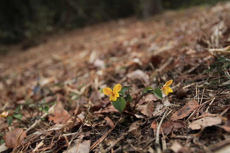 e0304170_20124770.jpg