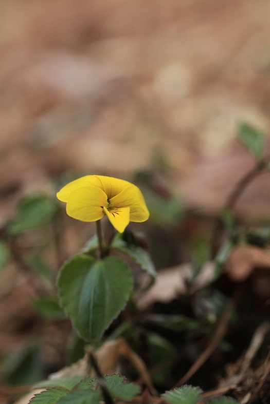 e0304170_20130794.jpg