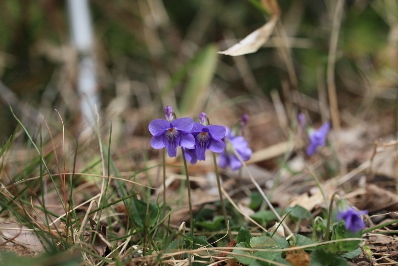 e0304170_20135848.jpg