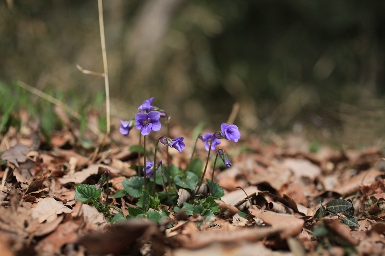 e0304170_20141973.jpg