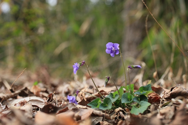 e0304170_20143158.jpg