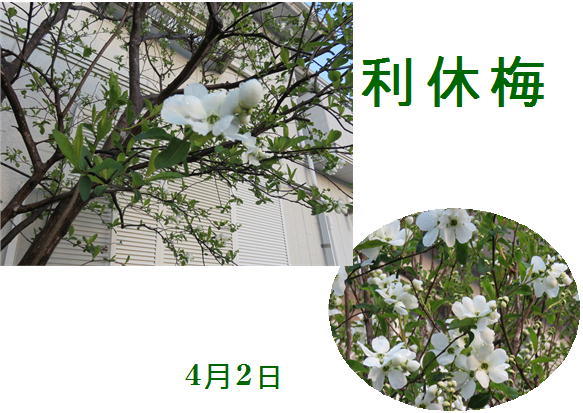 f0003174_13210511.jpg