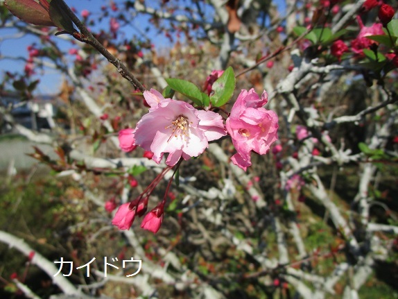 a0143388_10032153.jpg