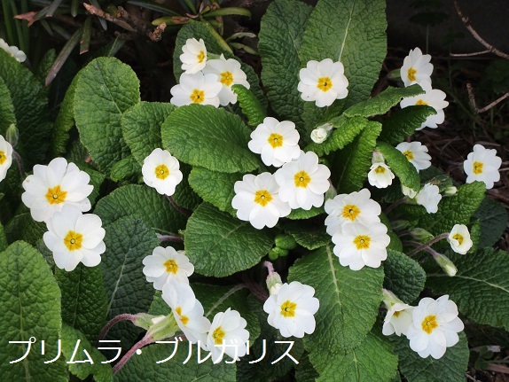 a0143388_10100271.jpg