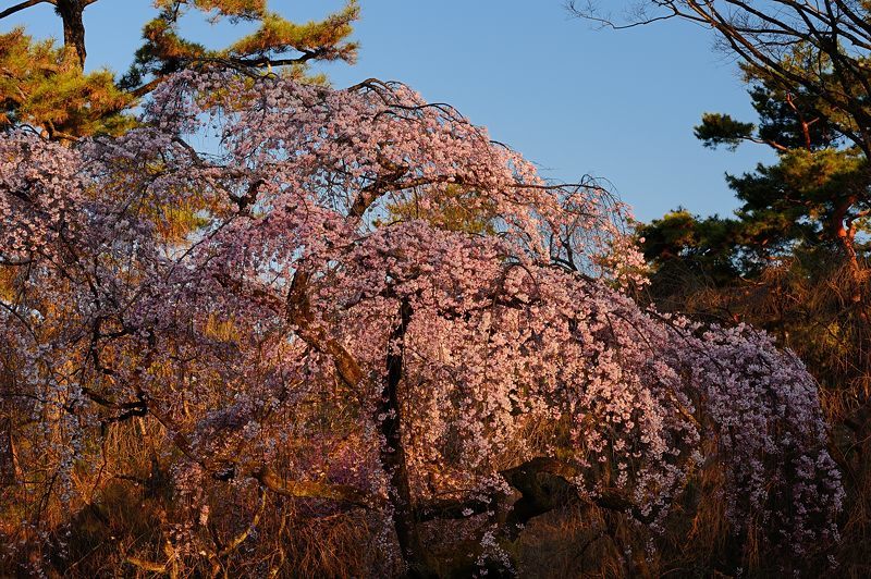 f0032011_20401103.jpg
