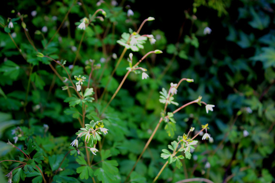 a0329820_12382237.jpg