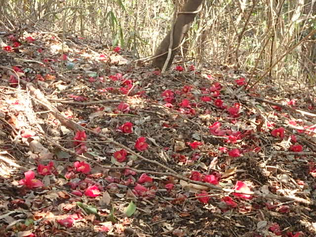 f0334143_8405528.jpg