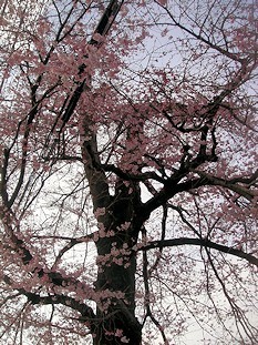 c0001653_23391202.jpg
