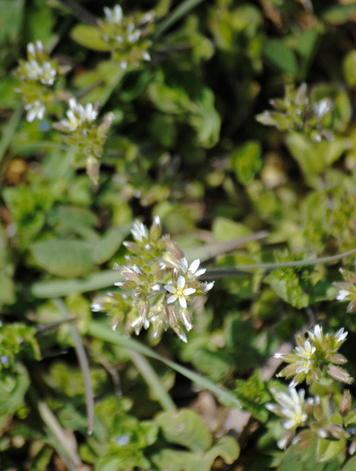 a0001354_23074035.gif