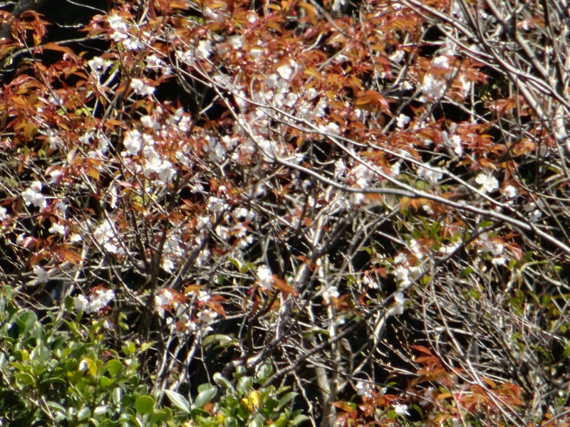 c0108460_18275421.jpg