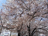 f0222378_853148.jpg