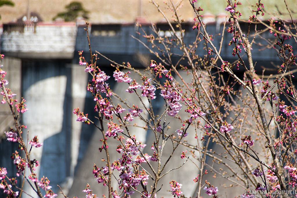 a0207595_227416.jpg