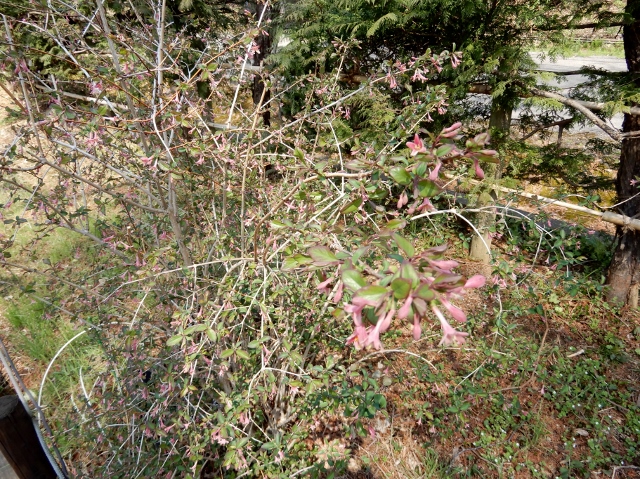e0025300_2303623.jpg