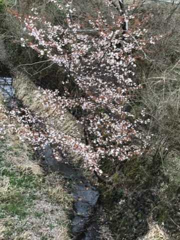 e0181901_17342893.jpg