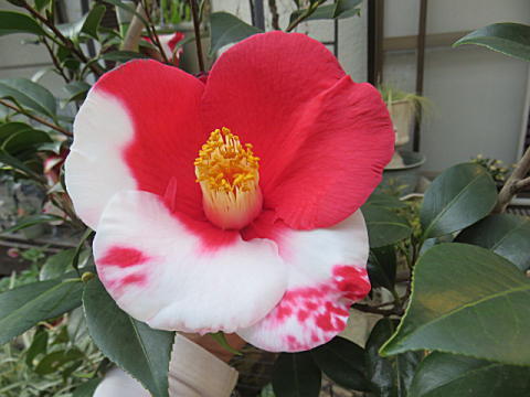 d0046702_05075040.jpg