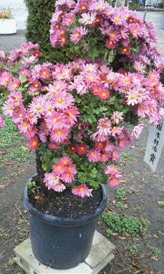 c0074721_15223848.jpg