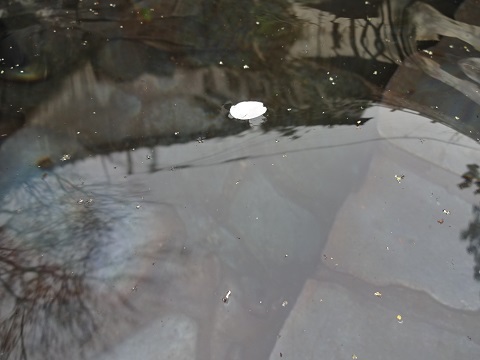 f0112434_19091314.jpg