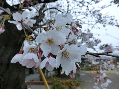 b0120541_23535639.jpg